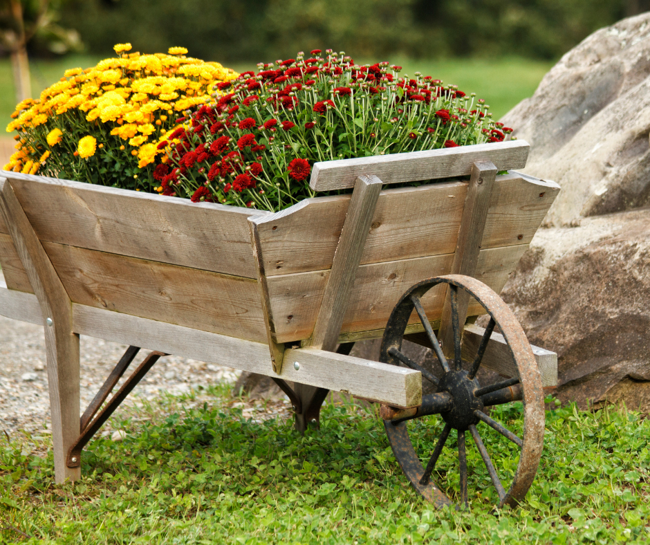 A wooden wheel barrel filled with red and yellow mums next to a boulder in green grass.